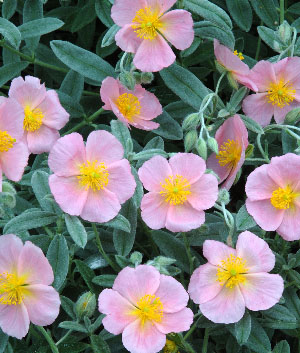 Helianthemum hybride 'Wisley Pink'