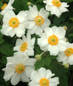 Anemone hybr. 'Coupe d'Argent'