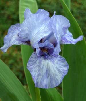 Iris germanica Az Ap