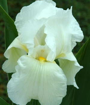 Iris germanica Bianca