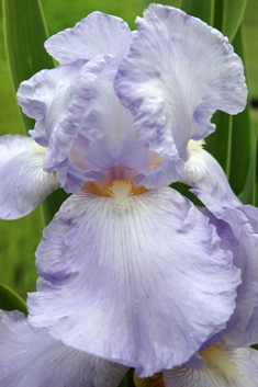 Iris germanica Blue Saphire