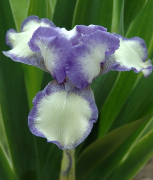 Iris germanica Blue Icing