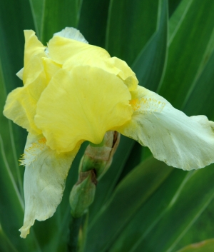 Iris germanica Blessed Again