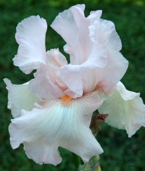 Iris germanica Cherised