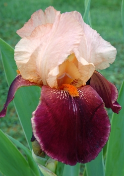 Iris germanica Cimarron Strip