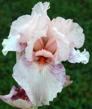 Iris germanica Color Brite