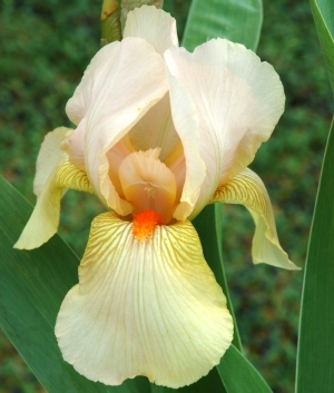 Iris germanica Constant Wattez