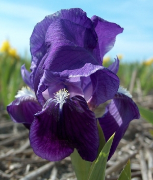 Iris pumila Truly