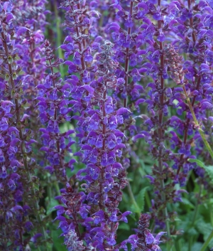 Salvia nemorosa 'Blauhügel'