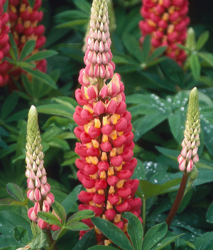 Lupinus 'Tequilla Flame' ®