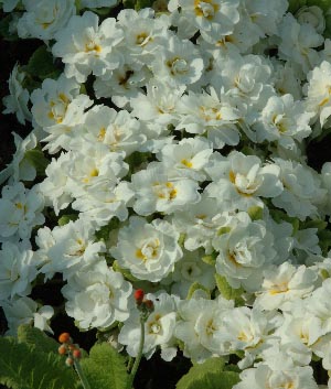 Primula vulgaris 'Petticoat'