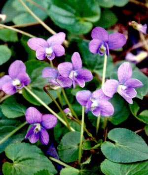 Viola sororia 'Blue Diamond'
