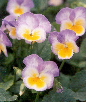 Viola corn. 'Zoe'