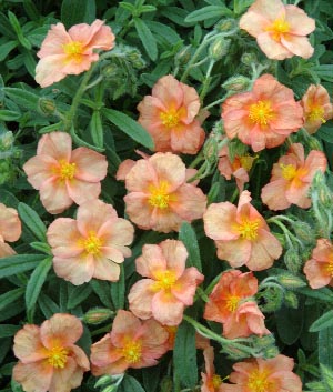 Helianthemum hybride 'Peach'
