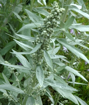 Artemisia lud. 'Silver Queen'
