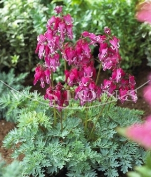 Dicentra 'Red Fountain' ®
