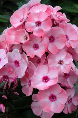 Phlox pan. 'Sweet Summer &reg; Queen'